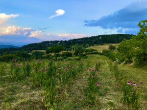 piantagione di Echinacea Purpurea